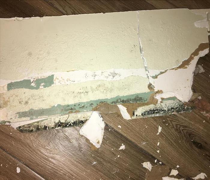 Mold on Dry Wall