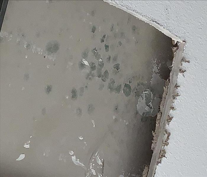 mold damage found in home