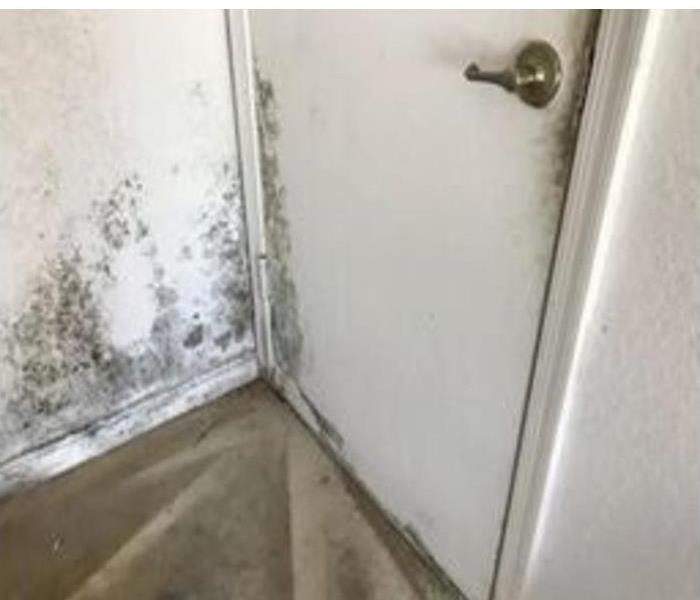 mold damage found on door, wall, and carpet